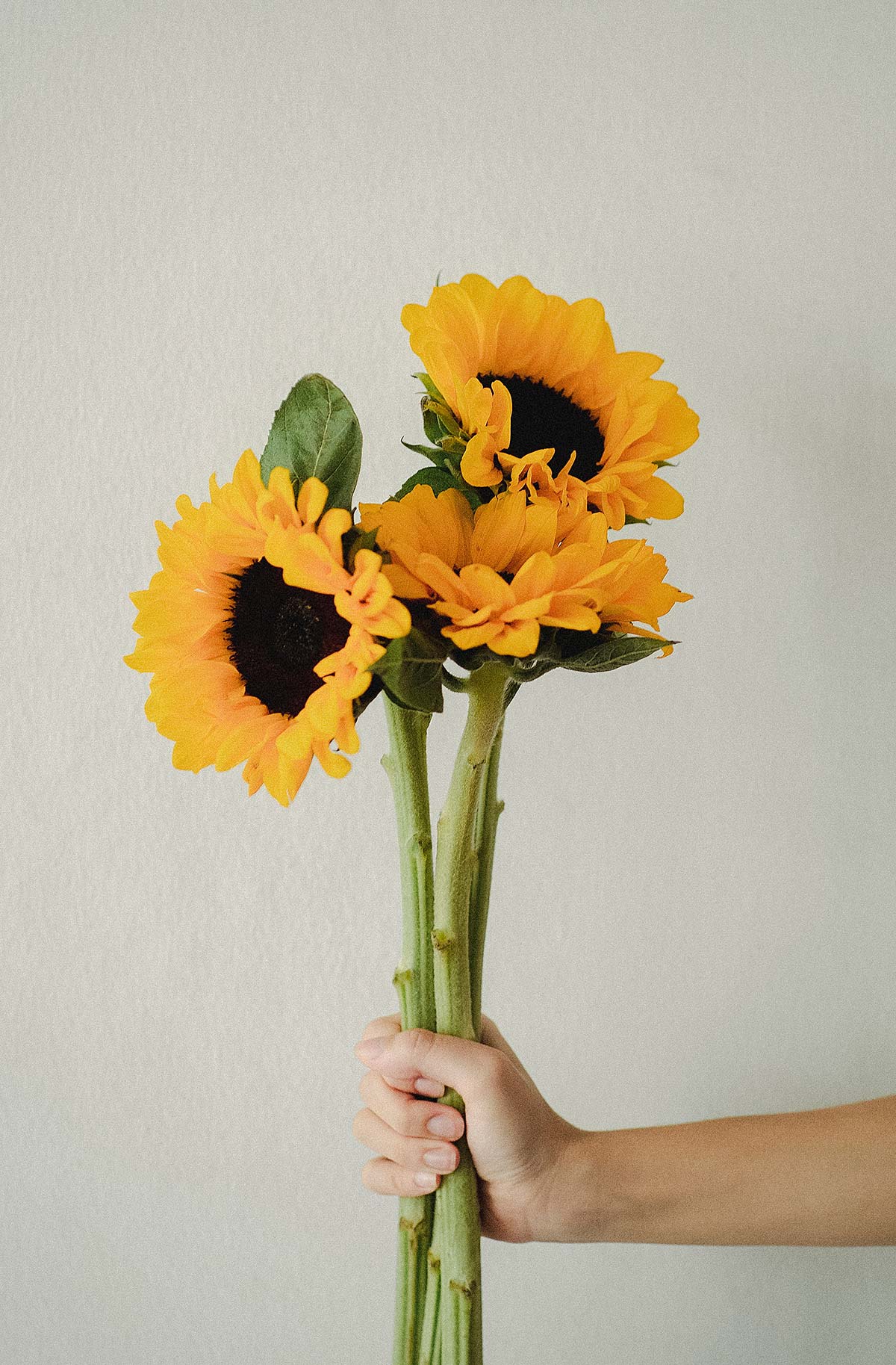 Pick your flowers and enjoy Sunflowers freshly cut