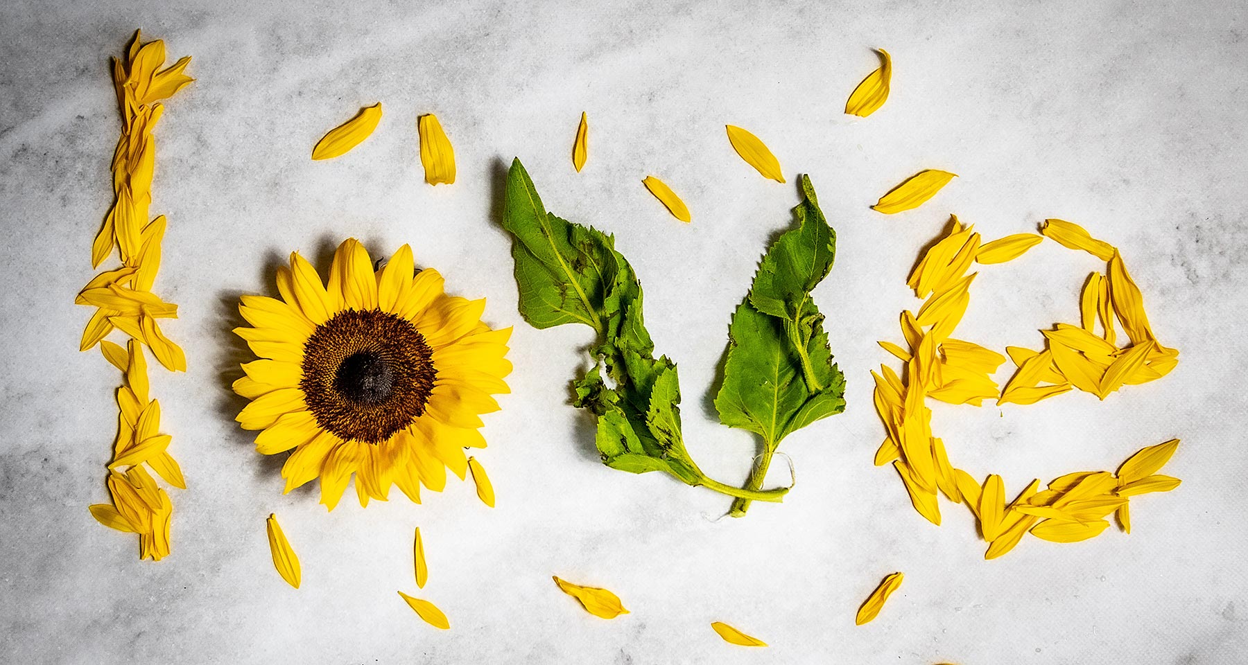 Spread the love all season We love sunflowers